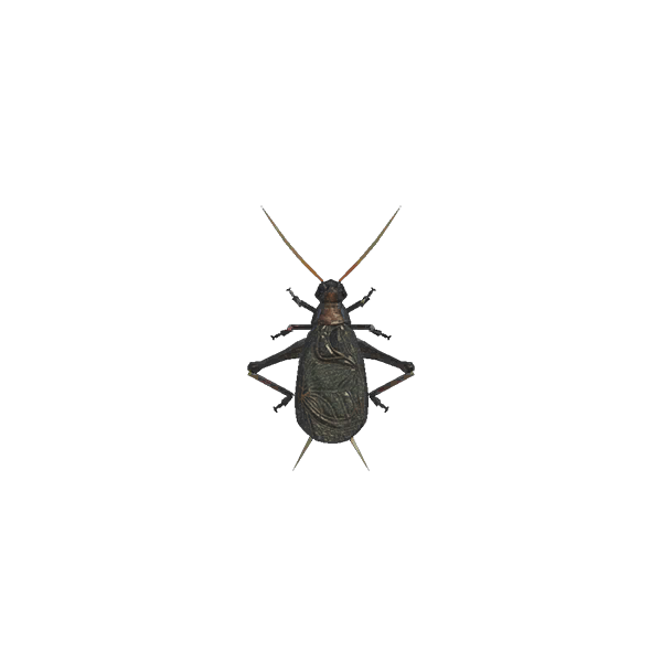 Bell Cricket