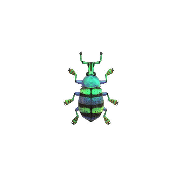 Blue Weevil Beetle