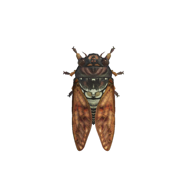 Brown Cicada