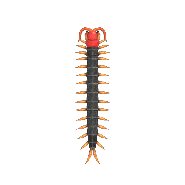Centipede