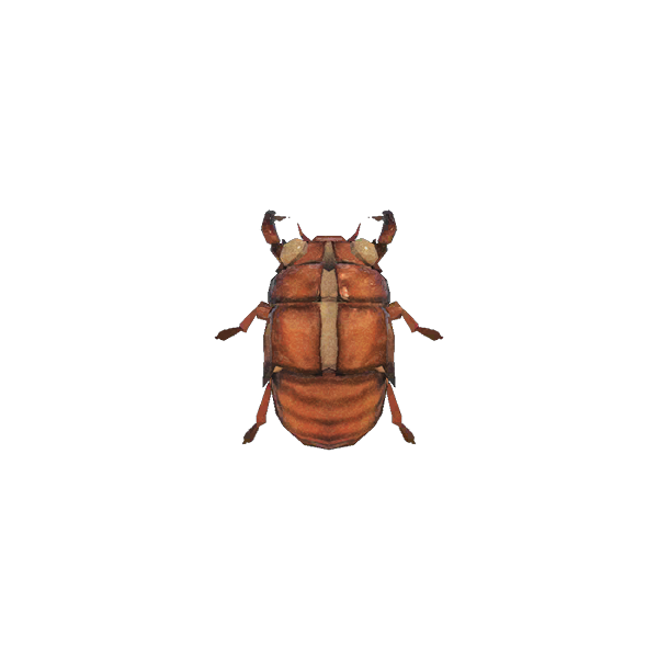 Cicada Shell
