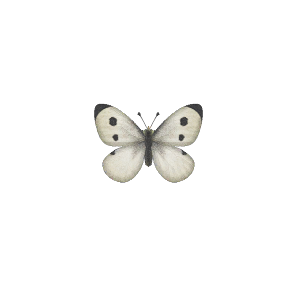 Common Butterfly