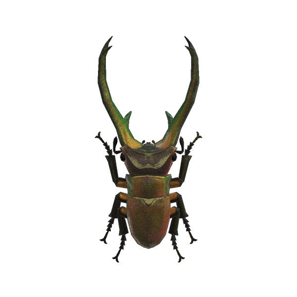 Cyclommatus Stag