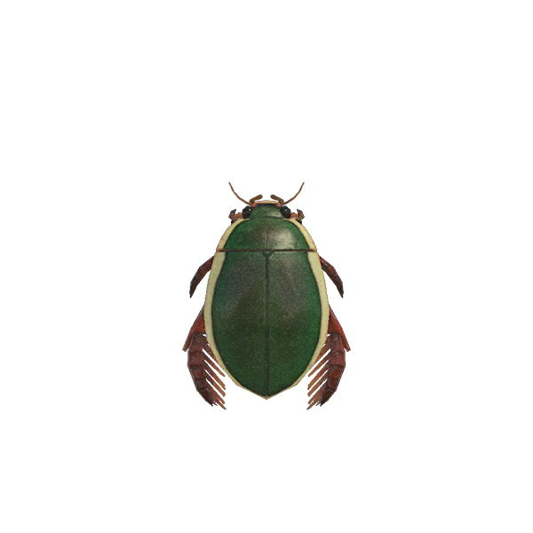 Diving Beetle