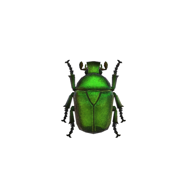 Drone Beetle