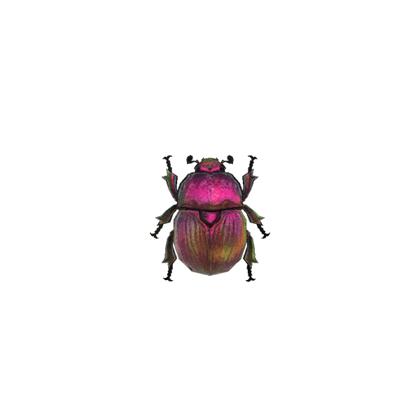 Earth-Boring Dung Beetle
