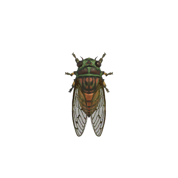 Evening Cicada