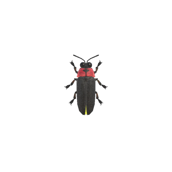 Firefly
