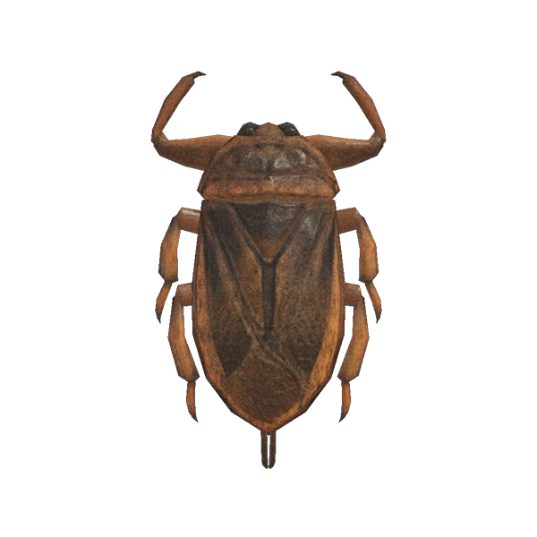 Giant Water Bug