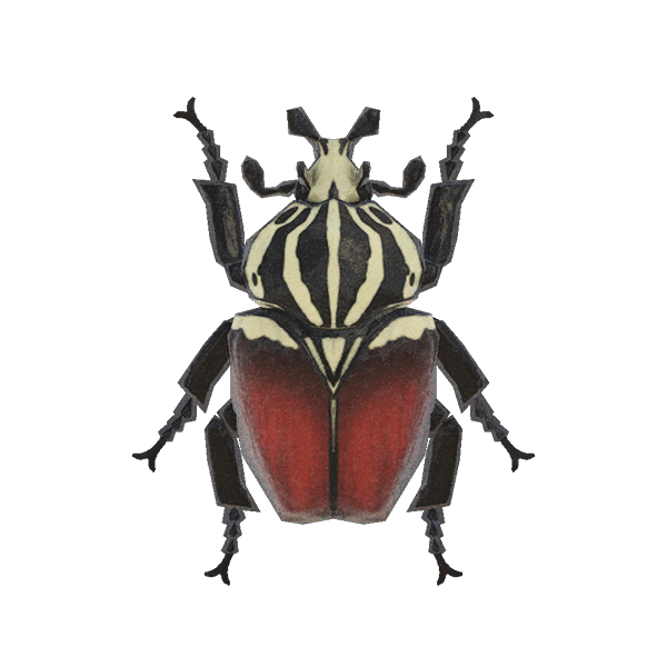 Goliath Beetle