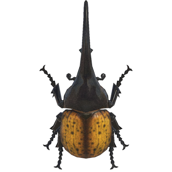 Horned Hercules