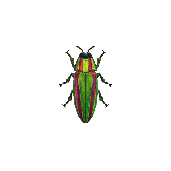 Jewel Beetle