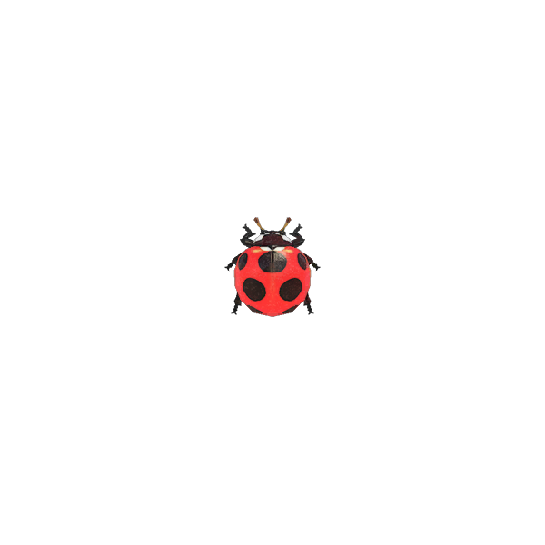 Ladybug