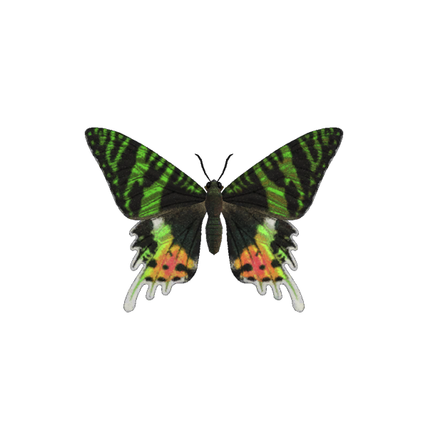 Madagascan Sunset Moth