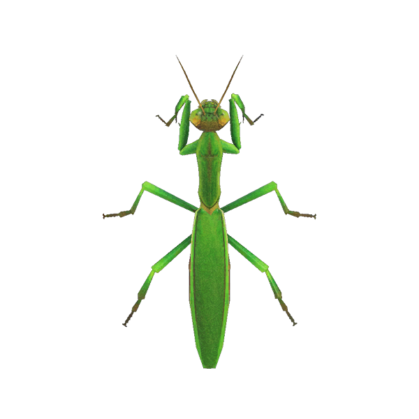 Mantis