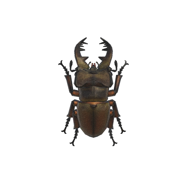 Miyama Stag