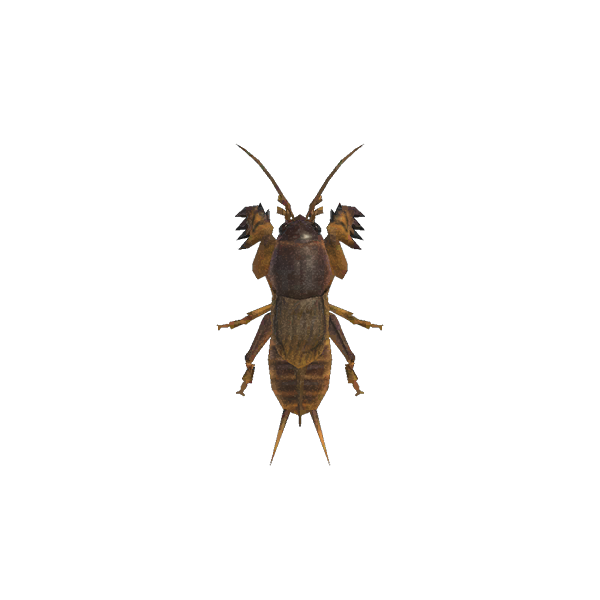 Mole Cricket