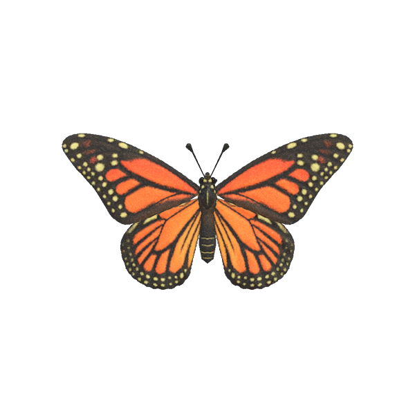Monarch Butterfly