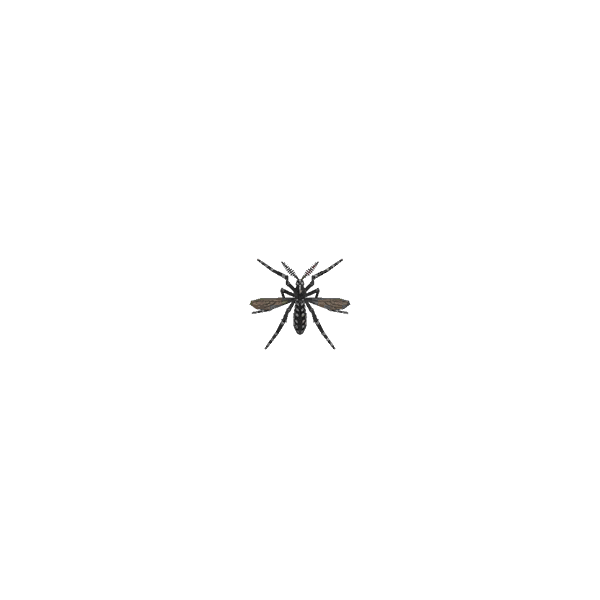 Mosquito