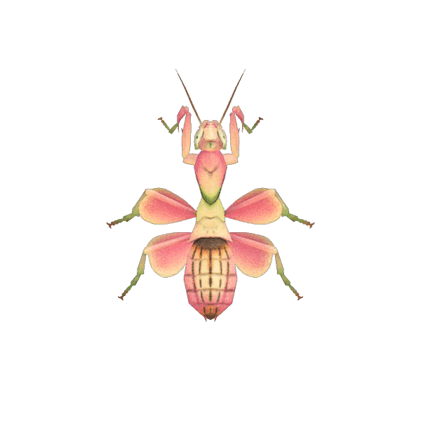 Orchid Mantis
