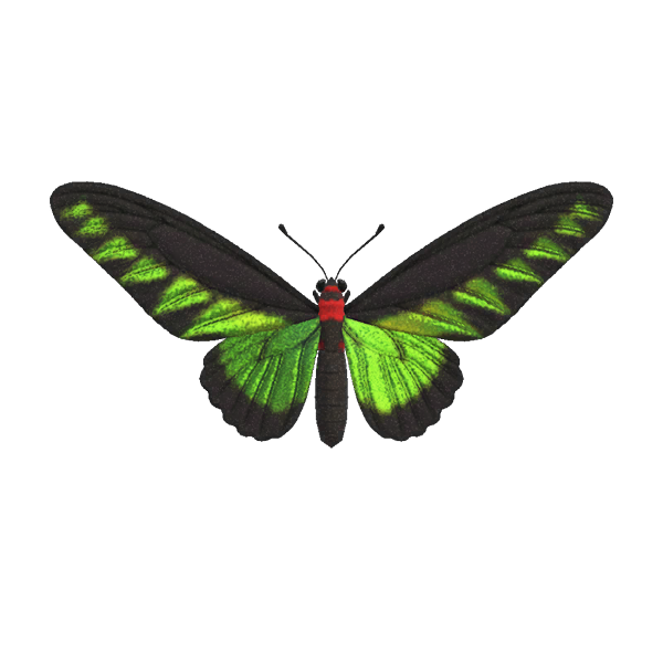 Rajah Brooke's Birdwing