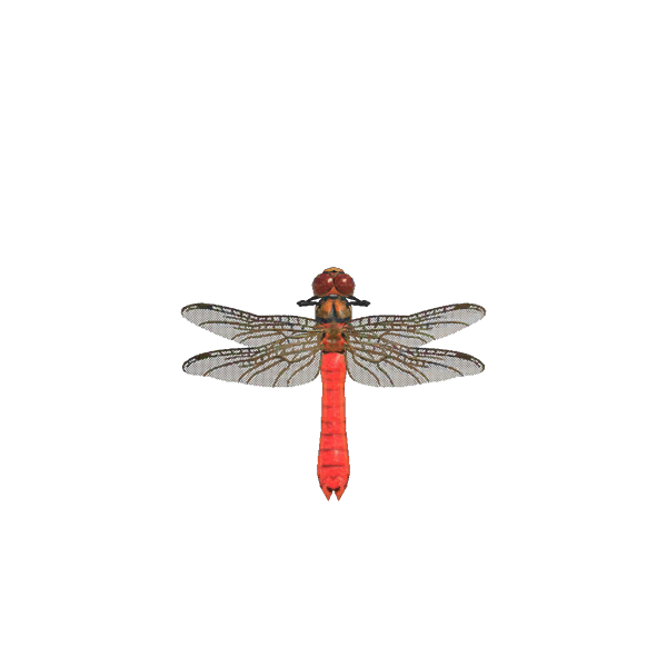 Red Dragonfly