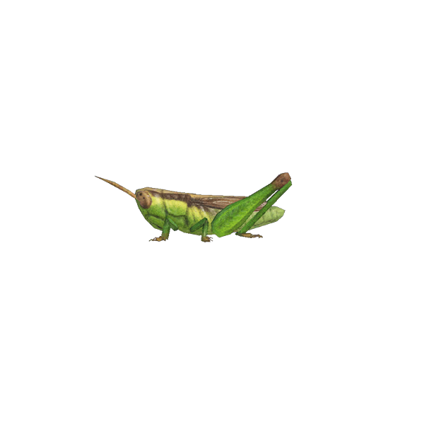 Rice Grasshopper
