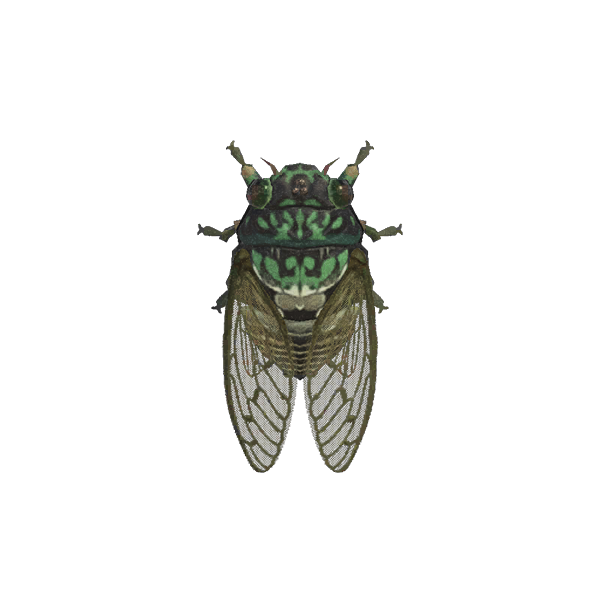 Robust Cicada