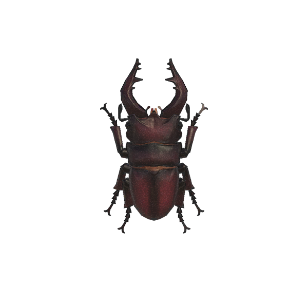 Saw Stag