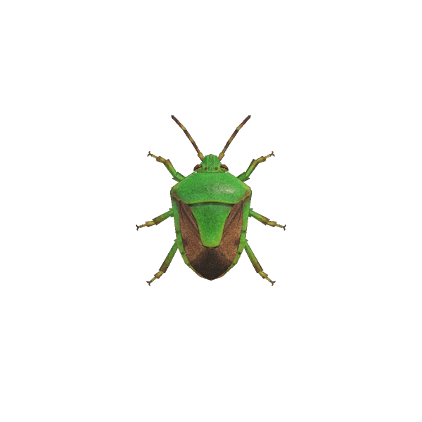 Stinkbug