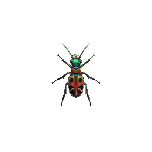 Tiger Beetle