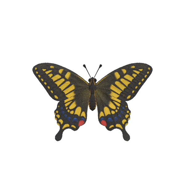 Tiger Butterfly