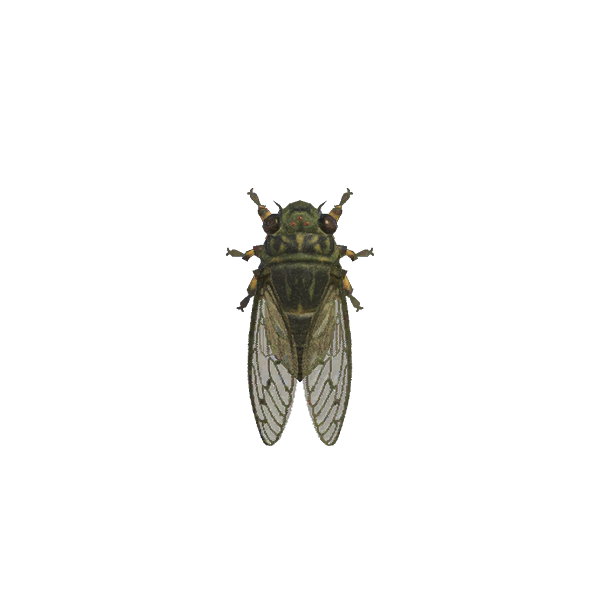 Walker Cicada
