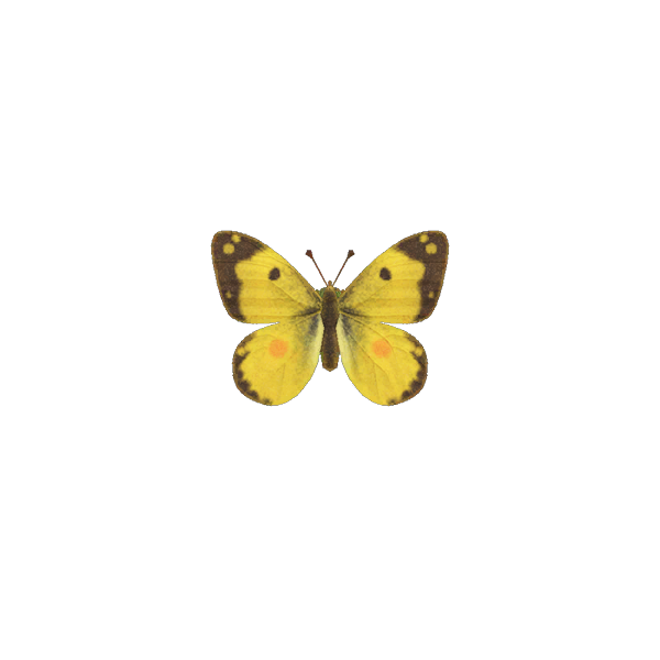 Yellow Butterfly