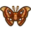 Atlas Moth