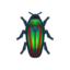 Jewel Beetle