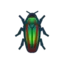 Jewel Beetle