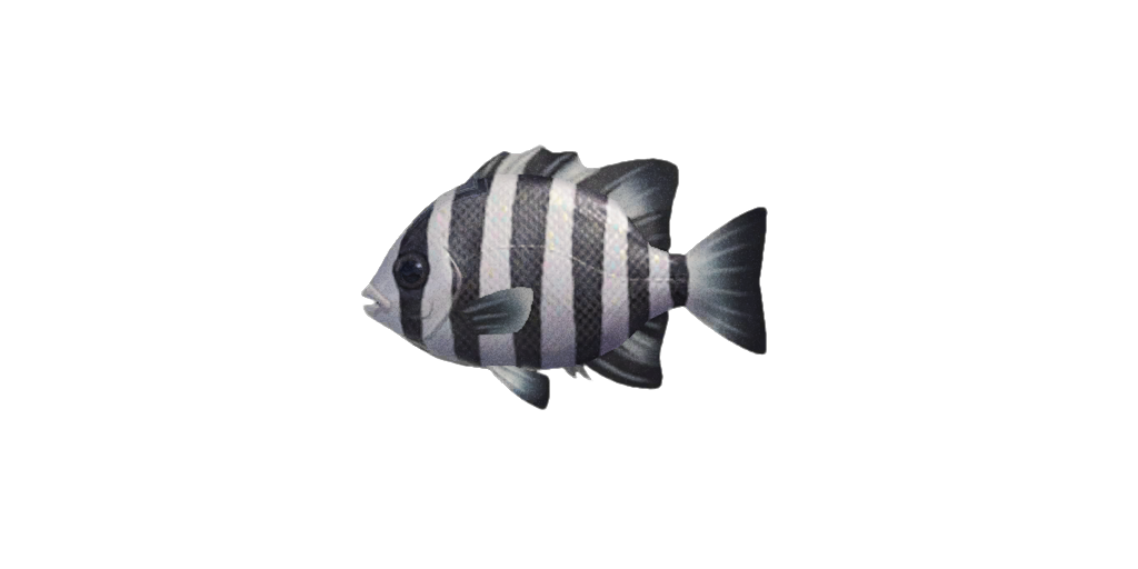 Barred Knifejaw