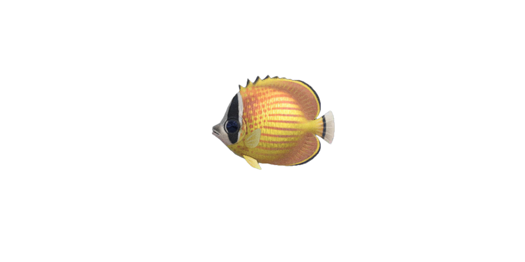 Butterfly Fish