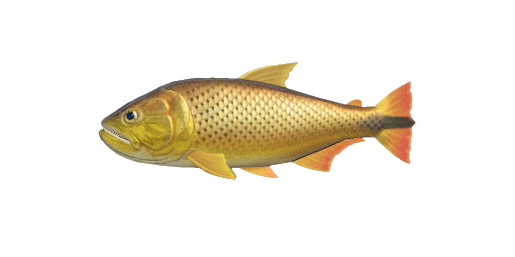 Dorado