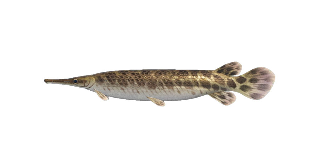 Gar