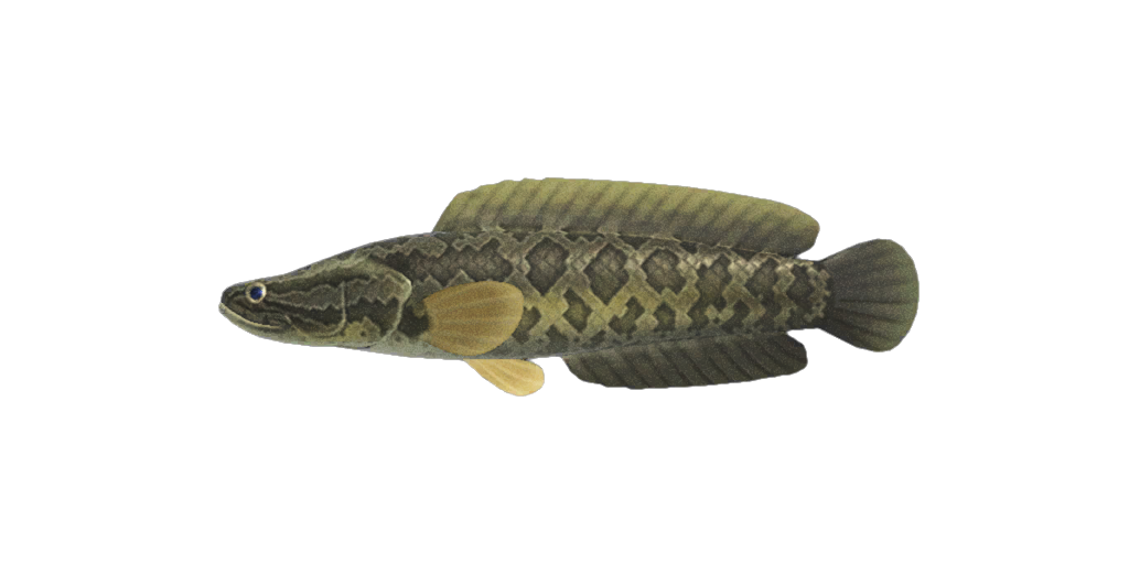 Giant Snakehead