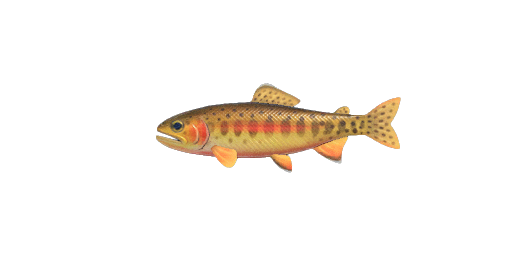 Golden Trout