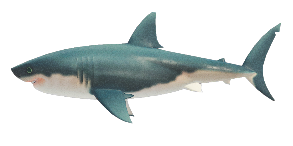 Great White Shark