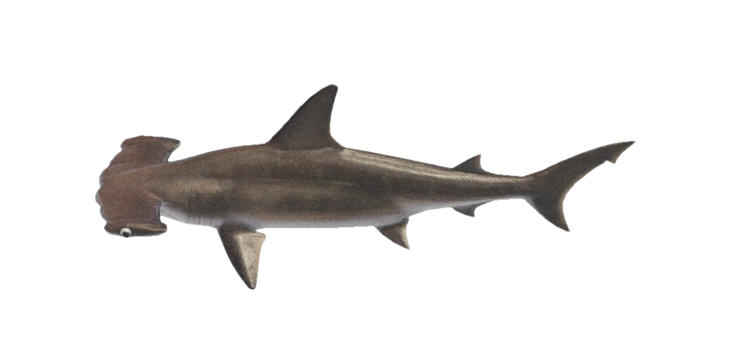 Hammerhead Shark