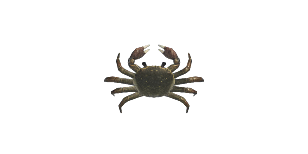 Mitten Crab