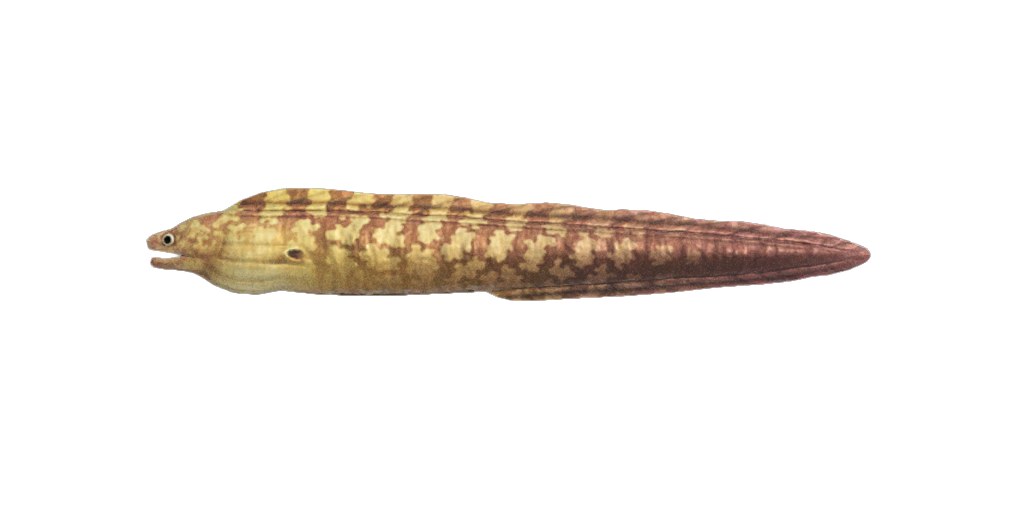 Moray Eel