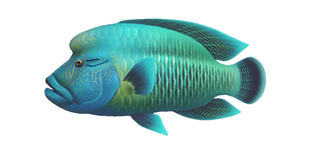 Napoleonfish