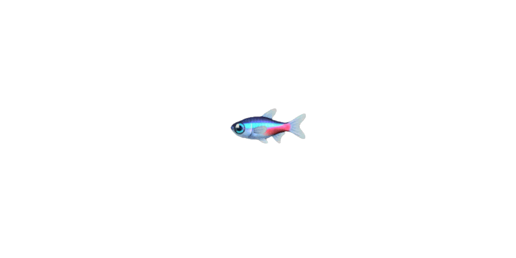 Neon Tetra