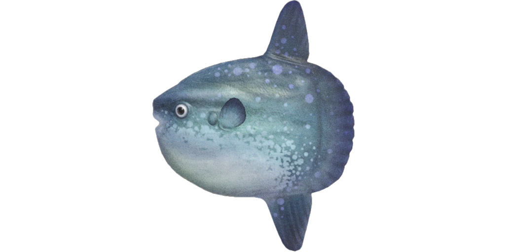 Ocean Sunfish